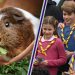 Prince George, Charlotte and Louis’ guinea pigs are more than just cute, experts reveal they’re teaching the kids some very important life lessons too