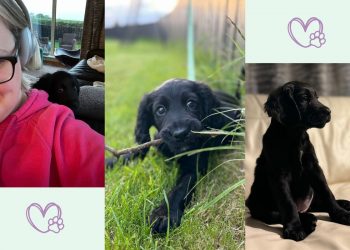 I walk 10,000 steps a day – what our family pet taught me