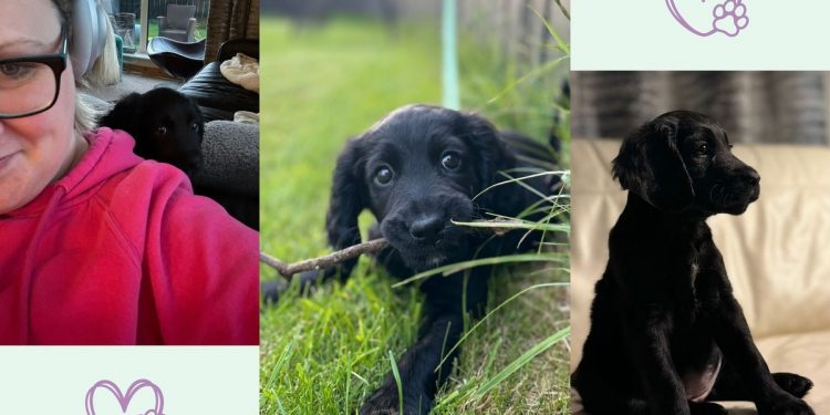 I walk 10,000 steps a day – what our family pet taught me