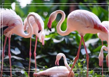 Why are flamingoes pink? The surprising answer is sure to get a giggle from your kids