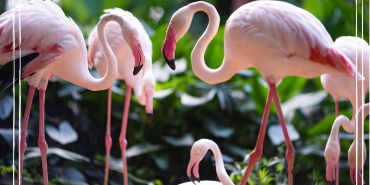 Why are flamingoes pink? The surprising answer is sure to get a giggle from your kids