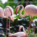Why are flamingoes pink? The surprising answer is sure to get a giggle from your kids