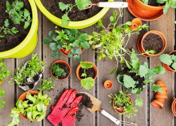 No garden? No problem! Plant these tasty treats in pots and containers