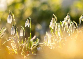 How to grow snowdrops in February: experts share tips
