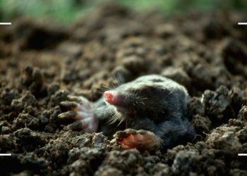 How to get rid of moles in the garden: an expert guide