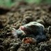 How to get rid of moles in the garden: an expert guide