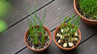 Spring onions grown in pots