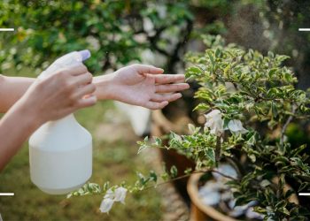 How to use white vinegar in your garden to protect your plants