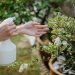 How to use white vinegar in your garden to protect your plants