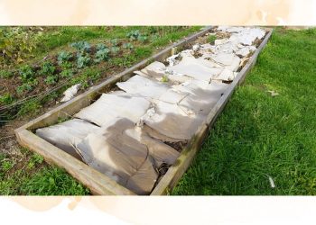 How to use cardboard in your garden to improve plants