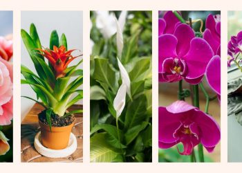The best flowering houseplants recommended by plant experts