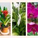 The best flowering houseplants recommended by plant experts