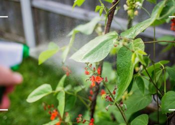 Gardening expert shares natural garlic plant spray for pests