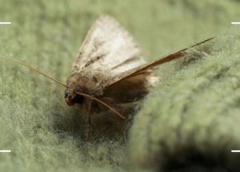 How to get rid of moths in the house: An expert guide