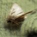 How to get rid of moths in the house: An expert guide
