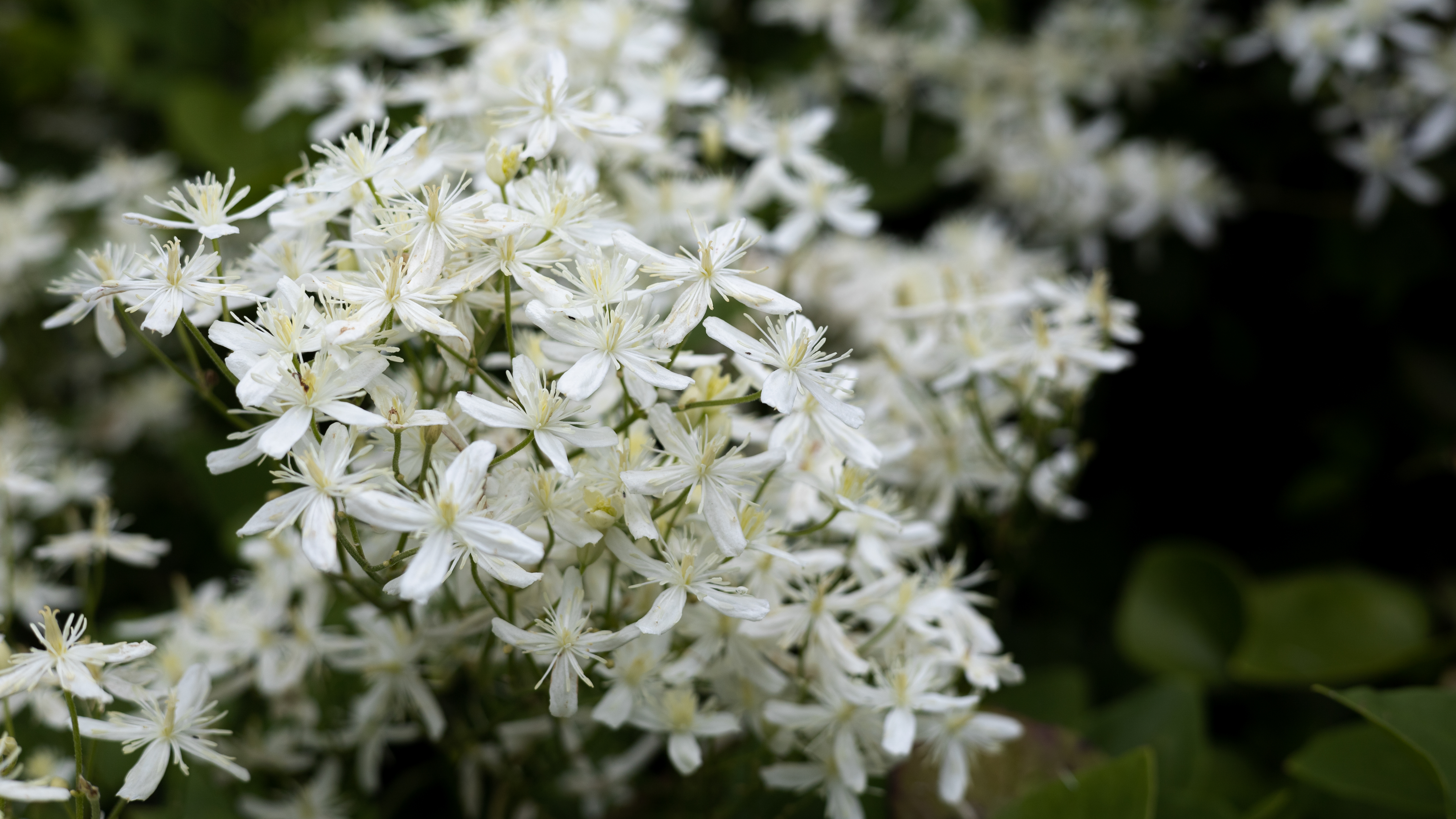 Jasmine