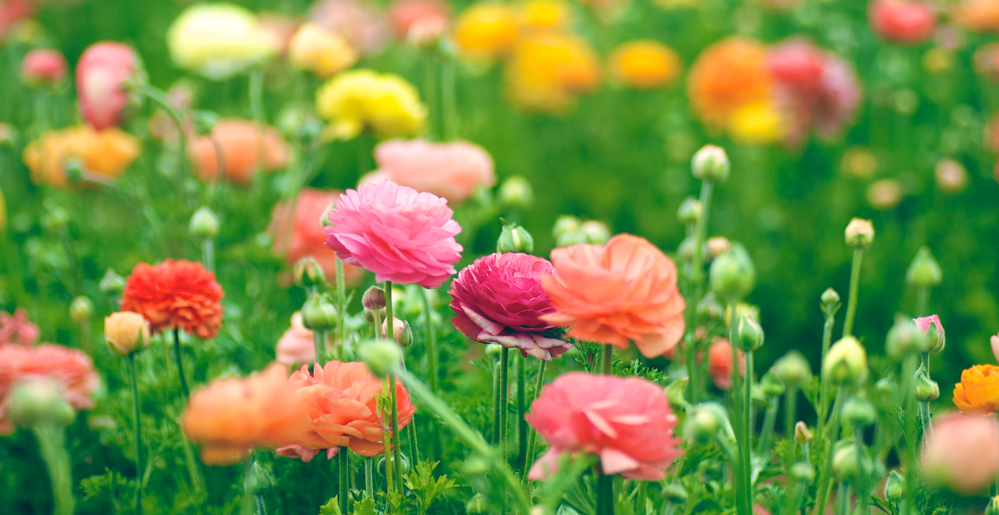 a field of colourful Ranunculus of pink, peach, red and yellow to demonstrate the colourful spring flowers to plant in autumn