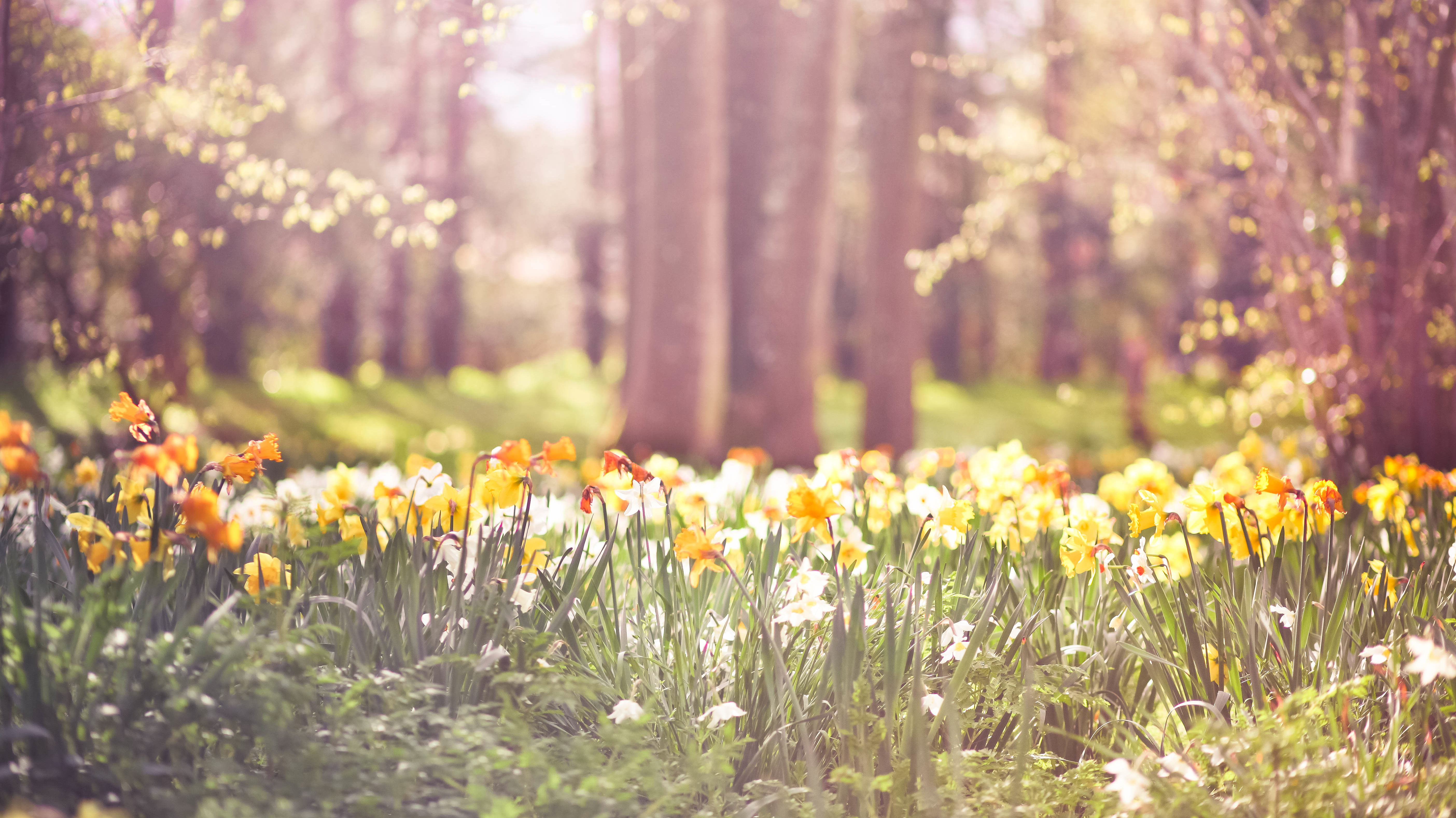 Daffodil