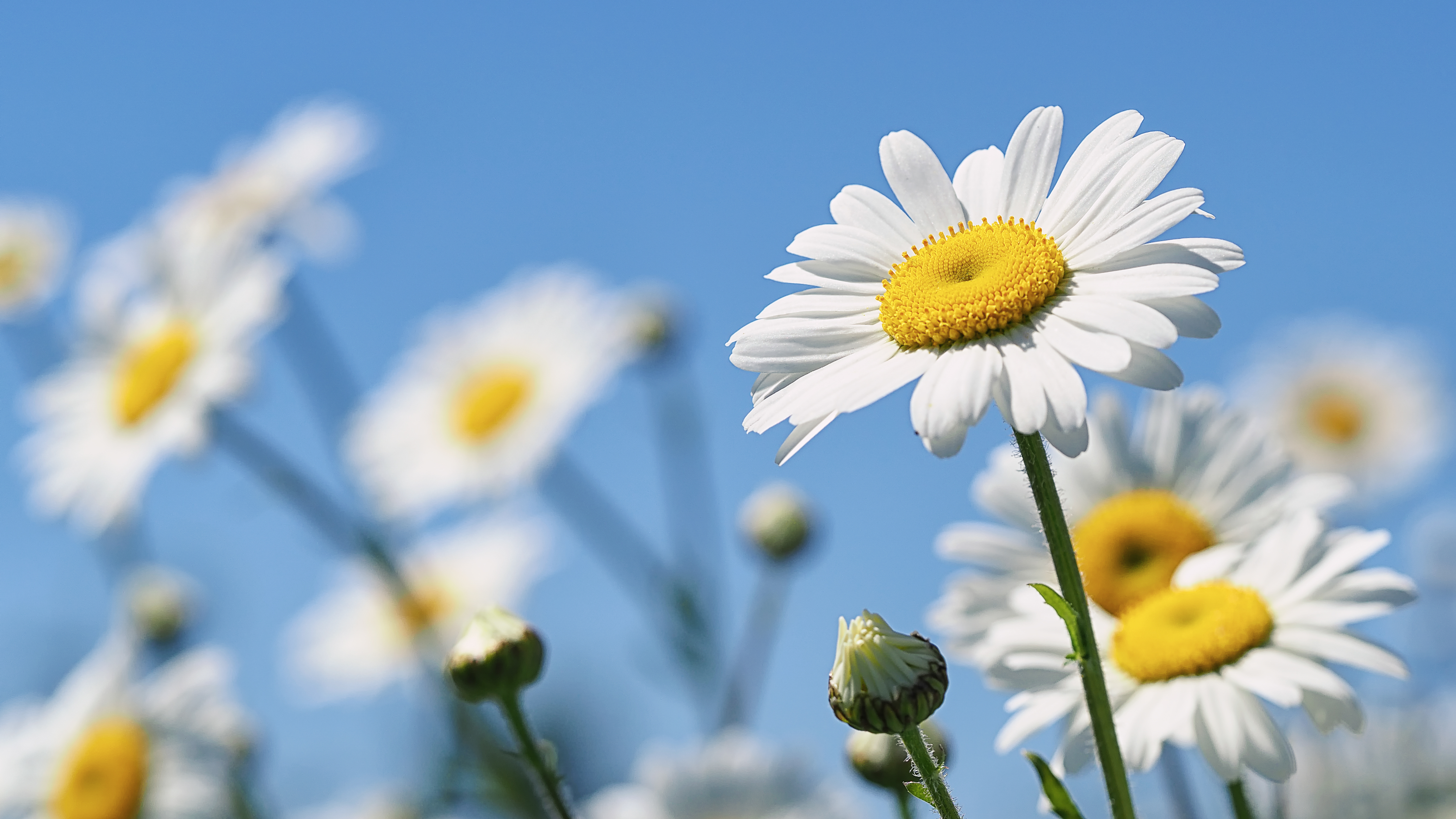 Daisy