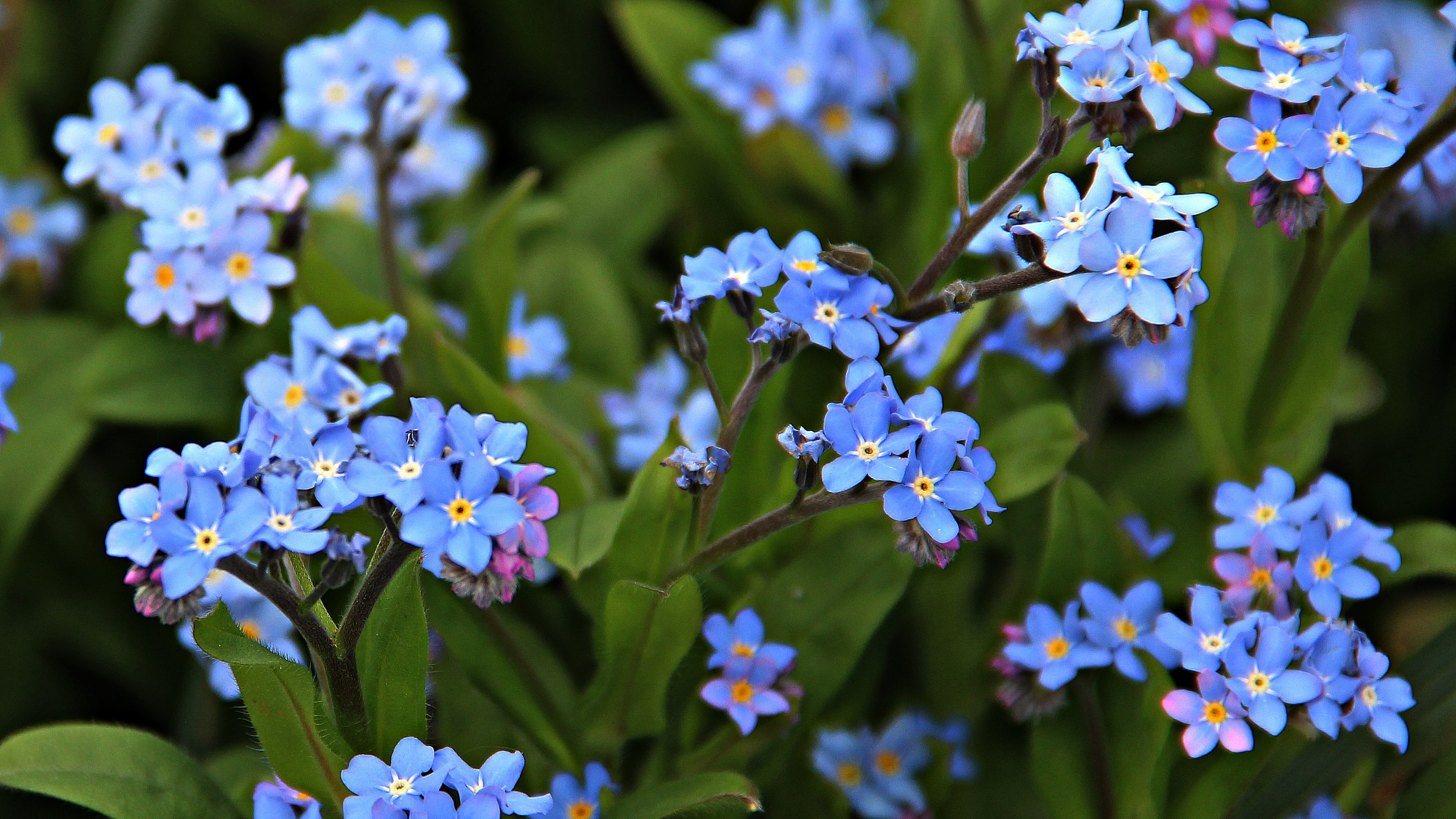 Forget-me-not