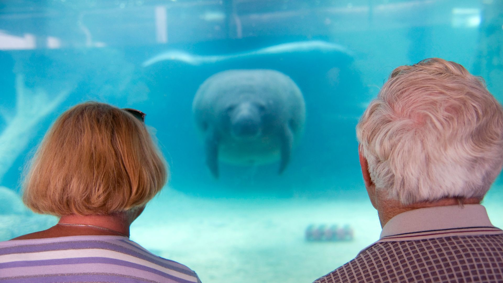 A couple look at a sea cow in a zoo