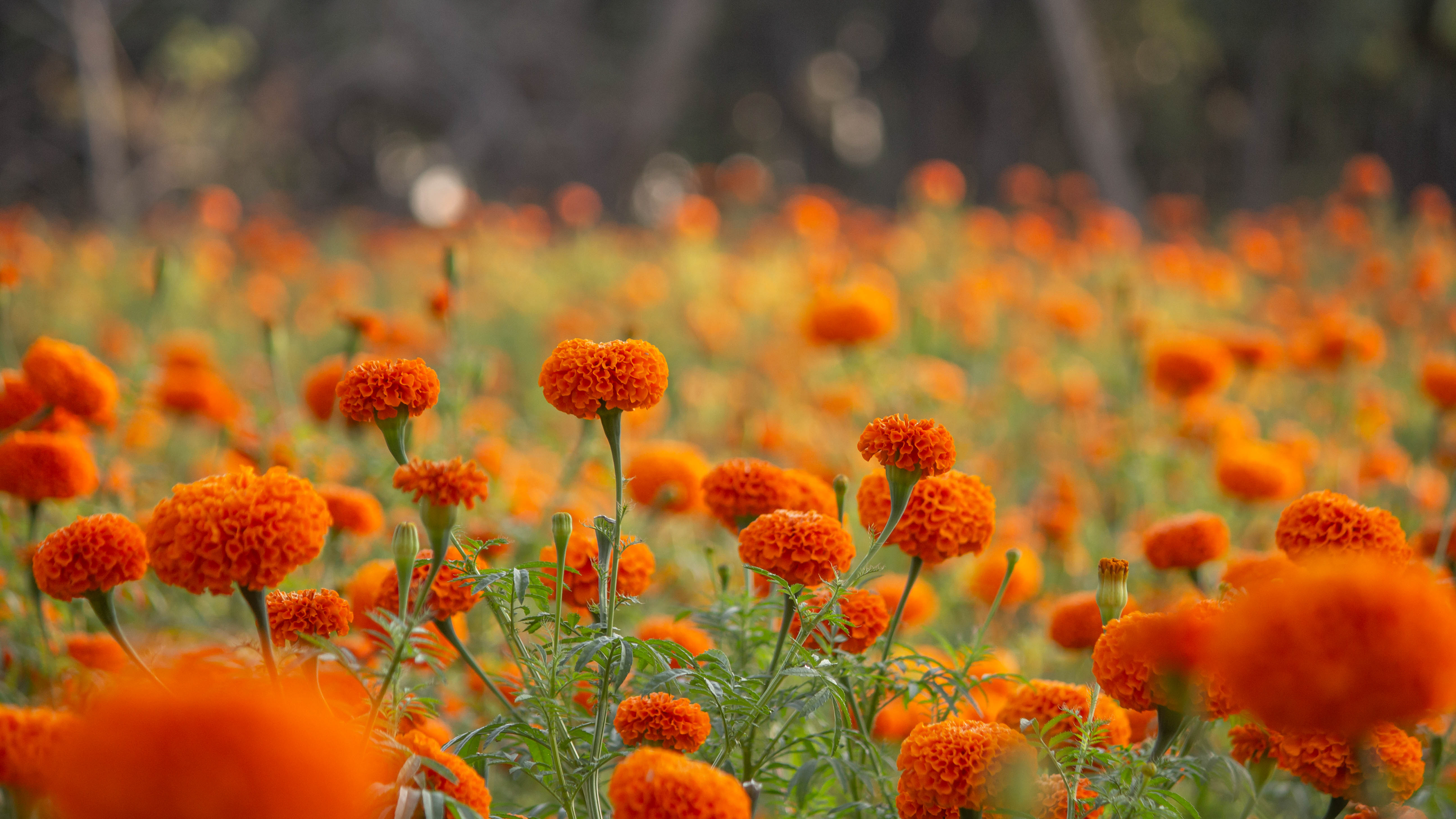 Marigold