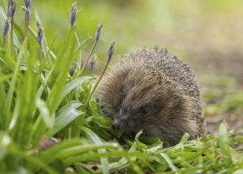 How to attract hedgehogs to your garden for free pest control
