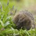 How to attract hedgehogs to your garden for free pest control