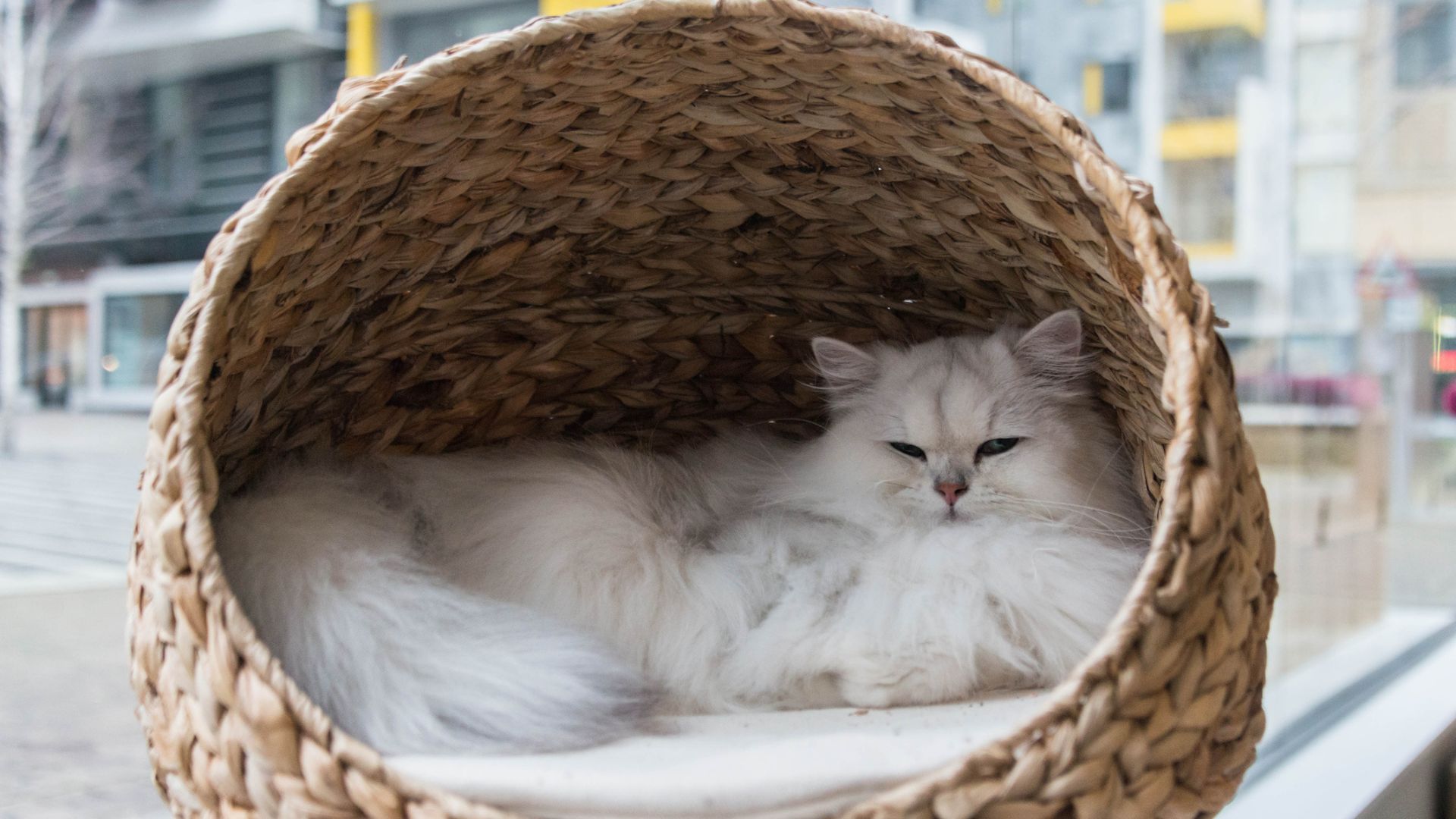 A cat relaxes in a city cat cafe