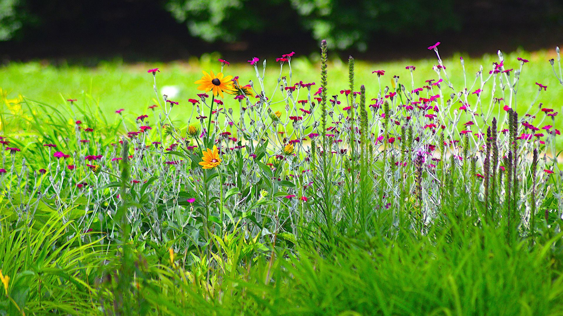 picture of wildflowers in garden