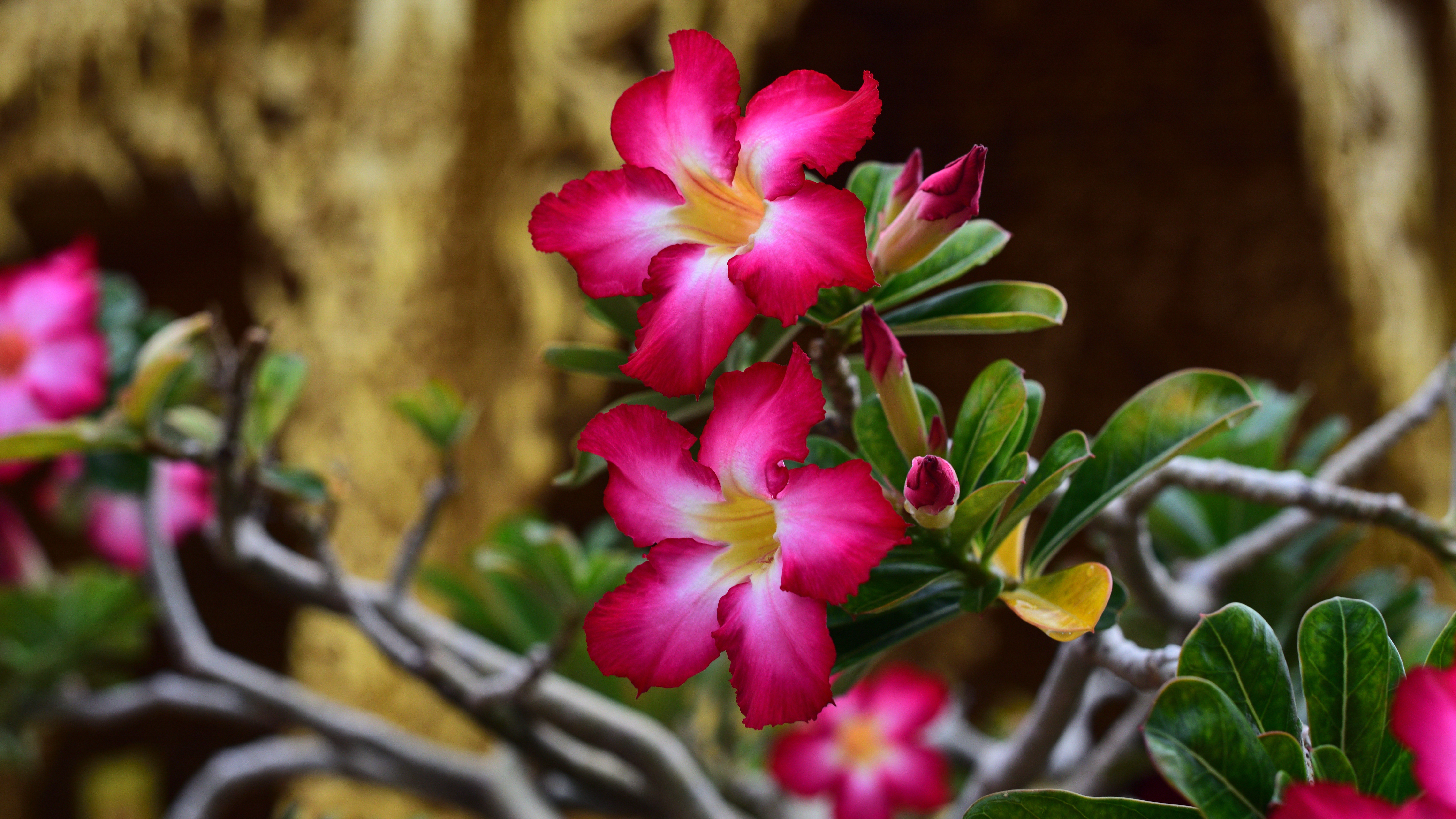 Desert rose