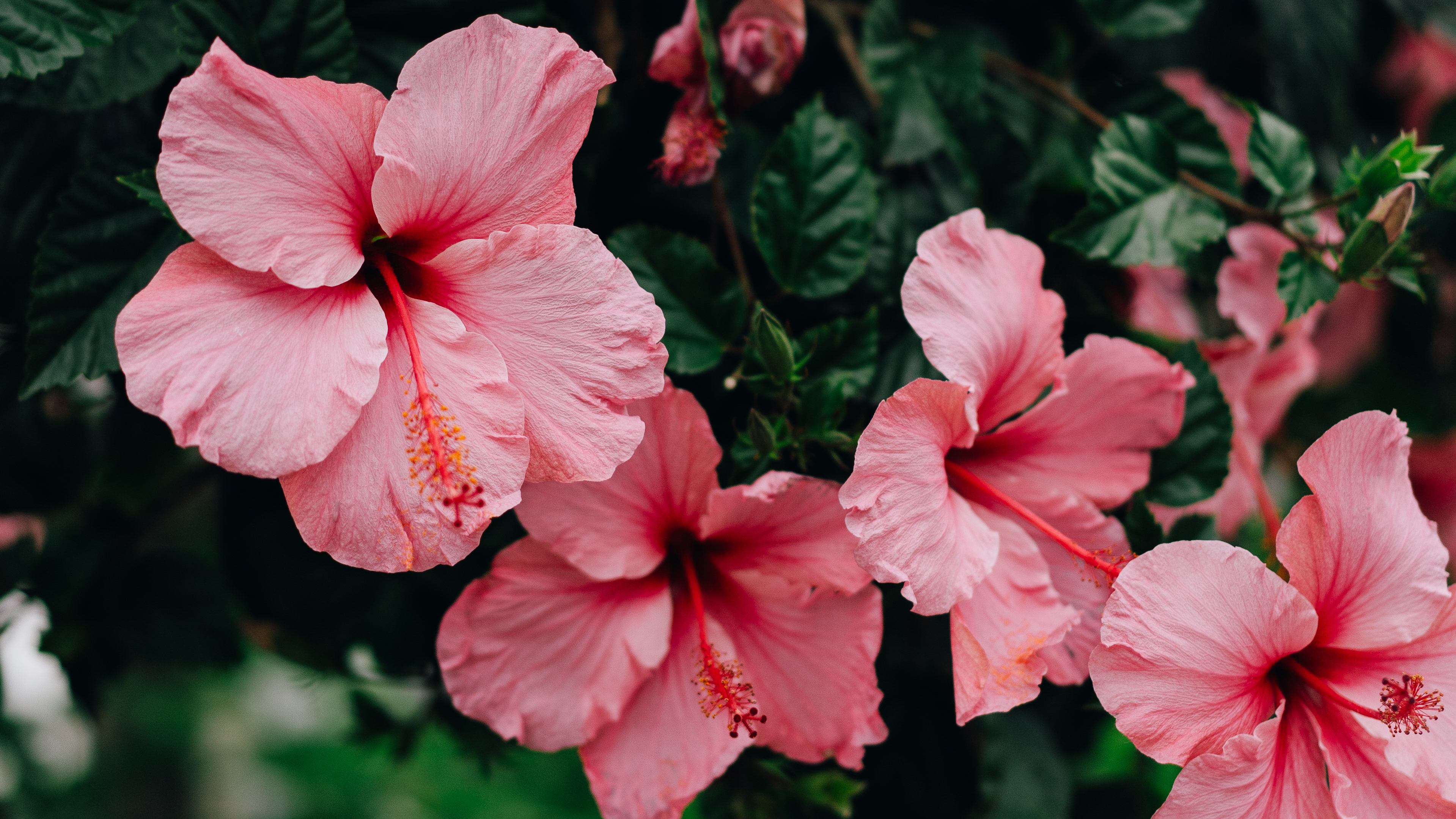 Hibiscus