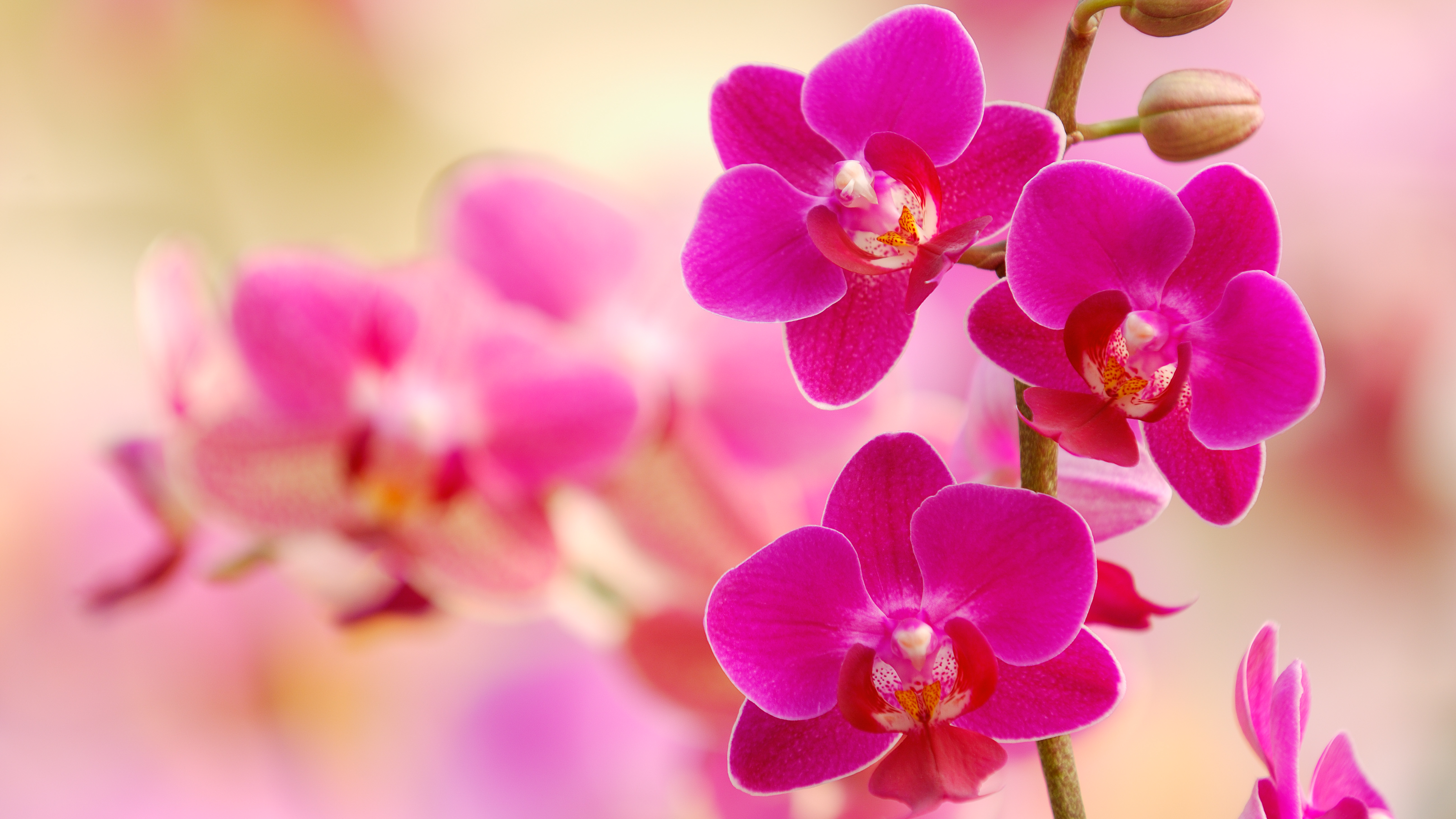 Orchid