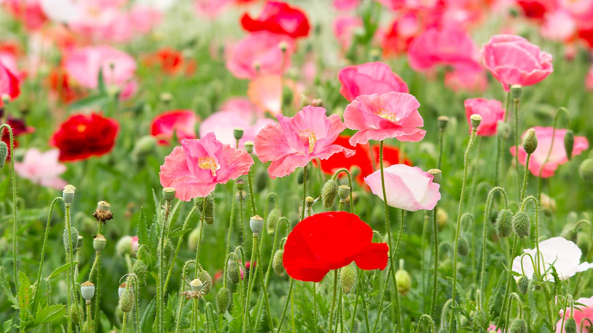 poppy flowers
