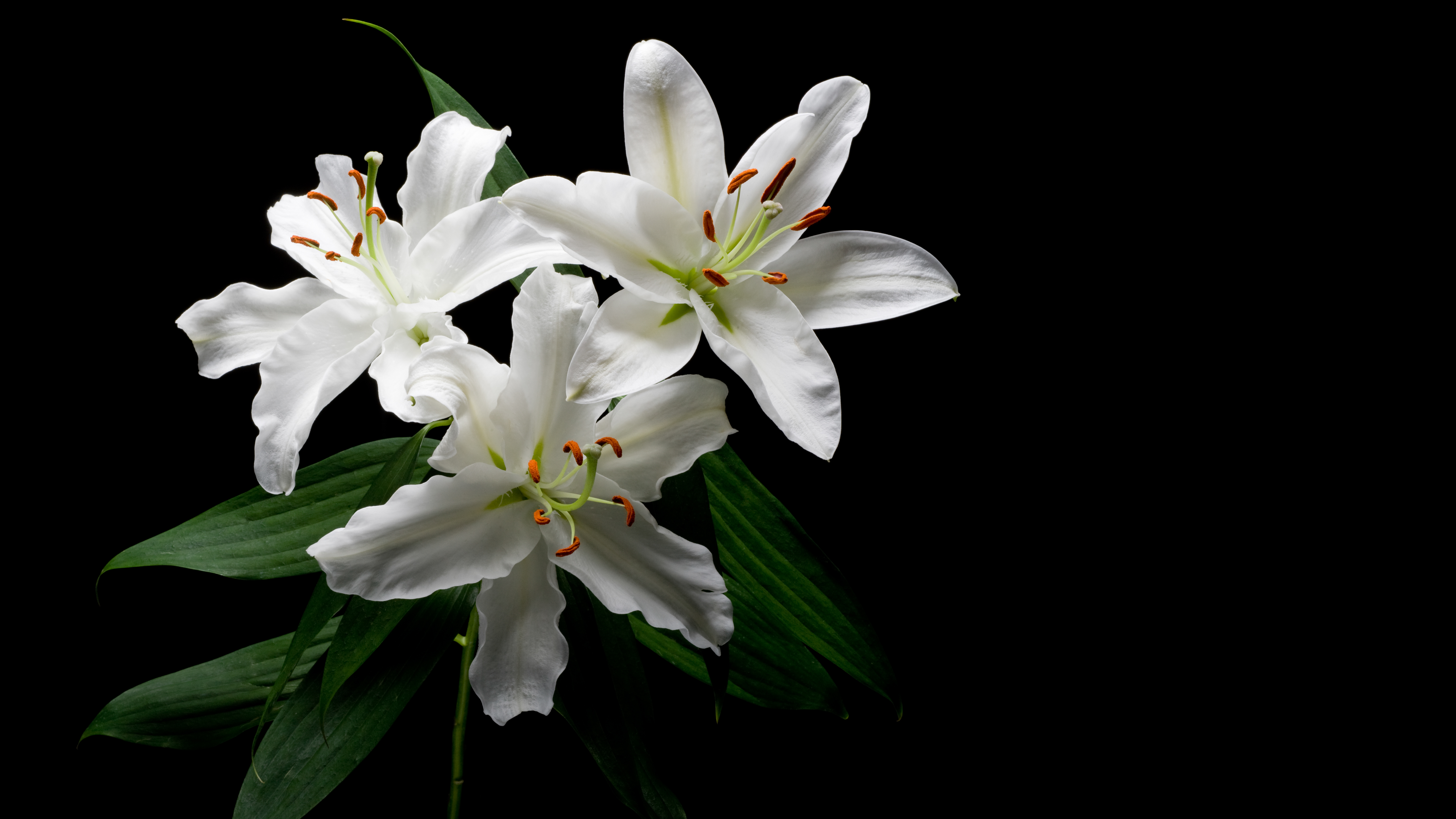 Lily