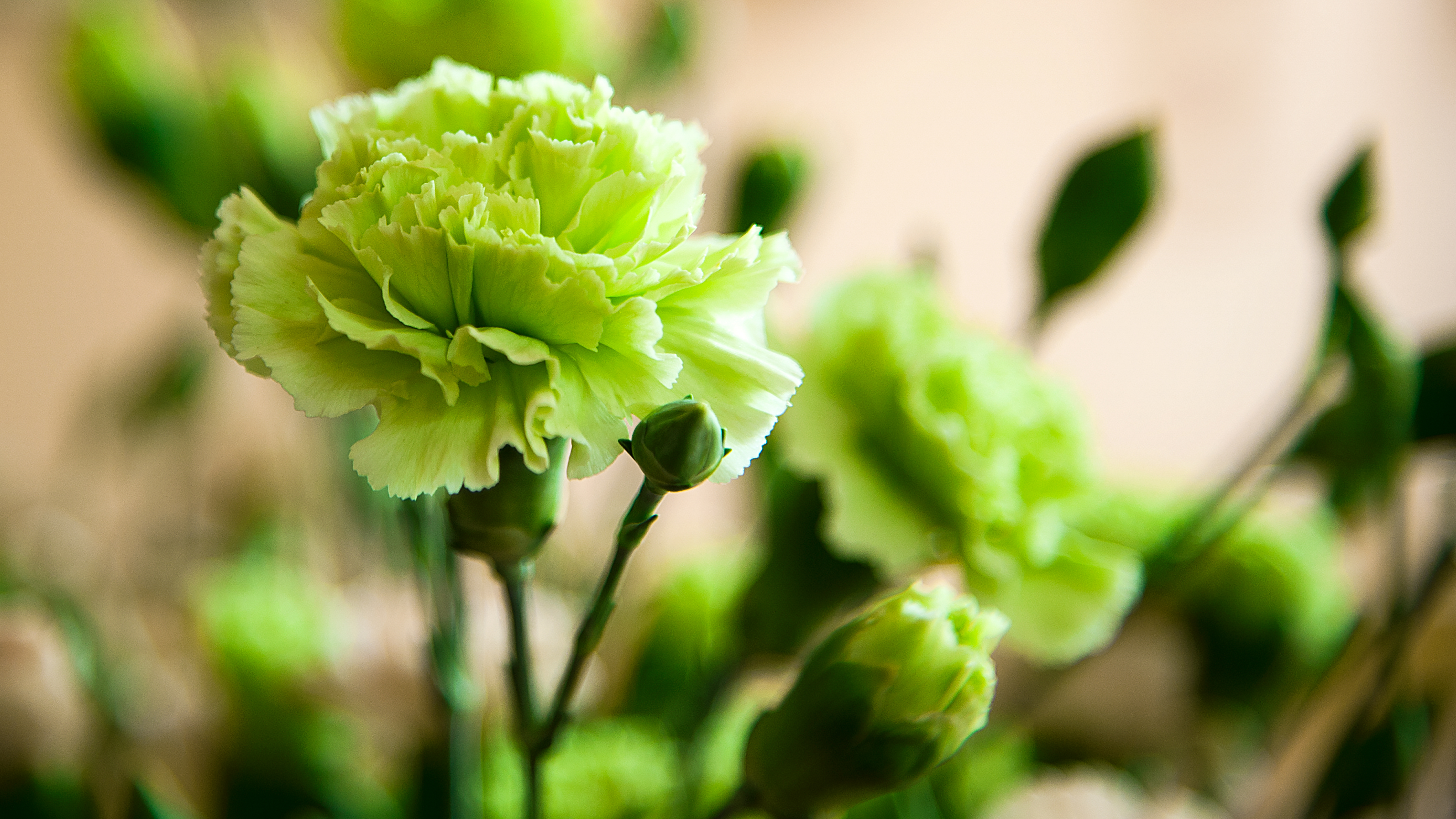 Carnation