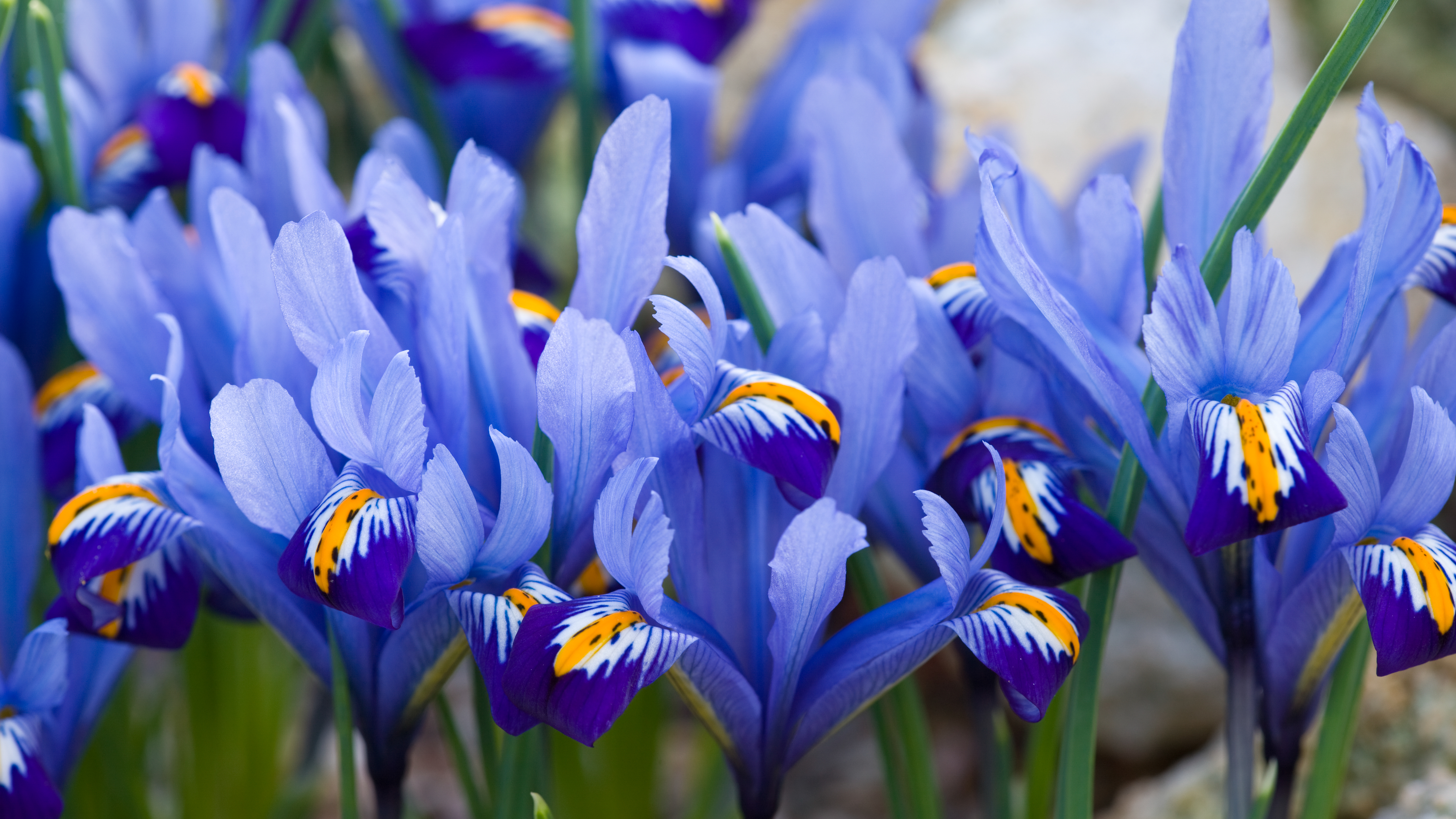 Iris