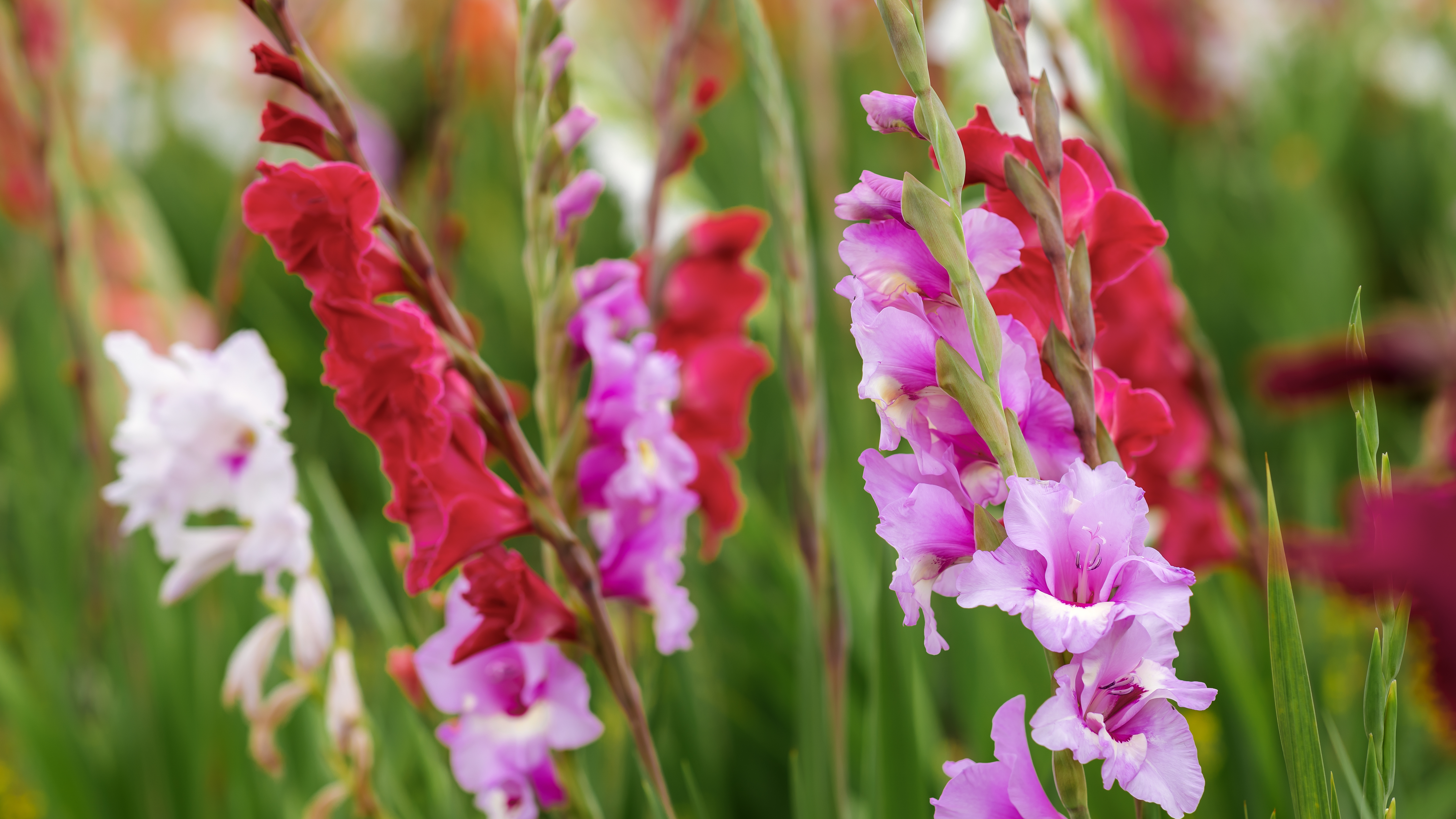 Gladiolus