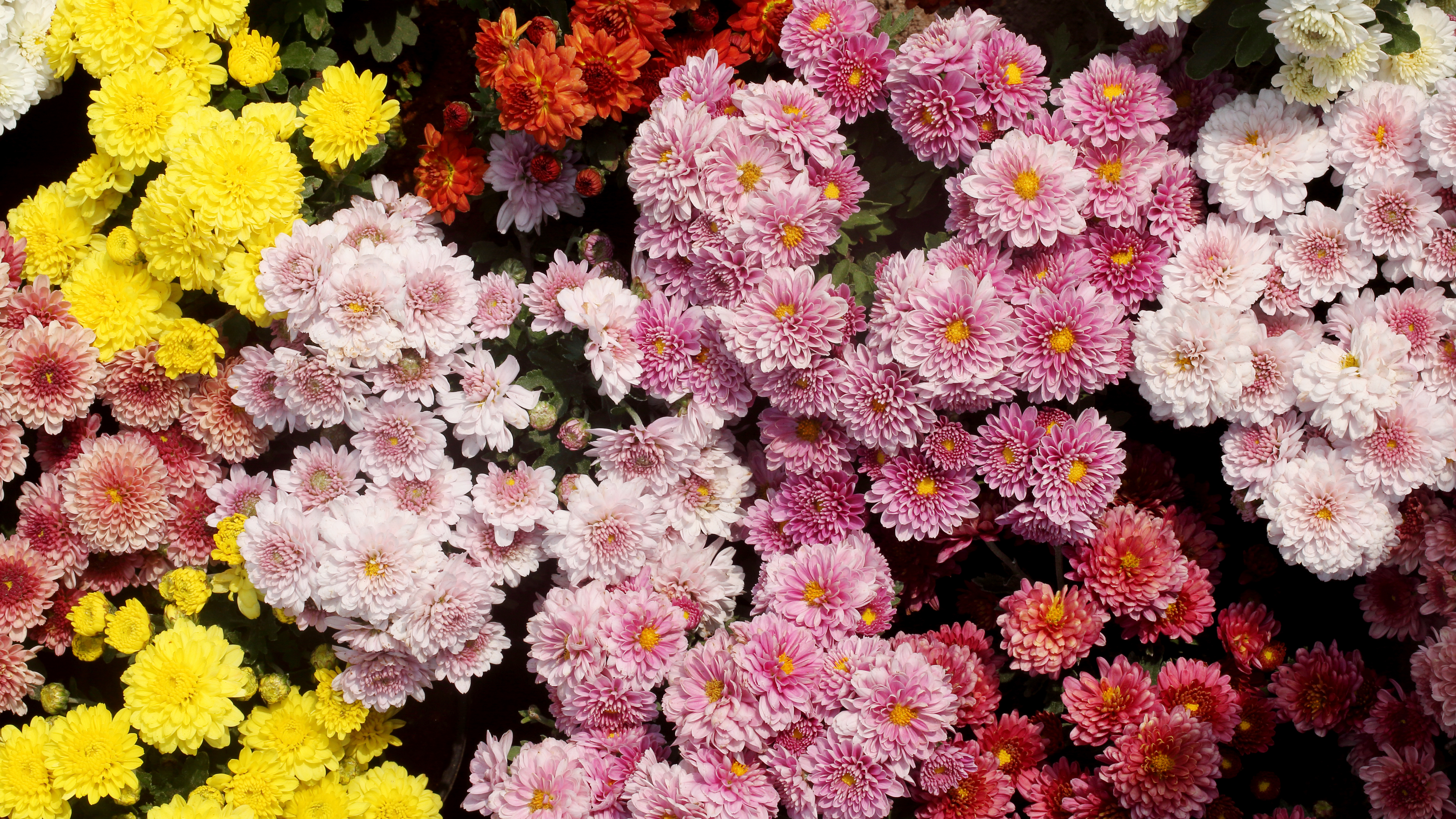 Chrysanthemum