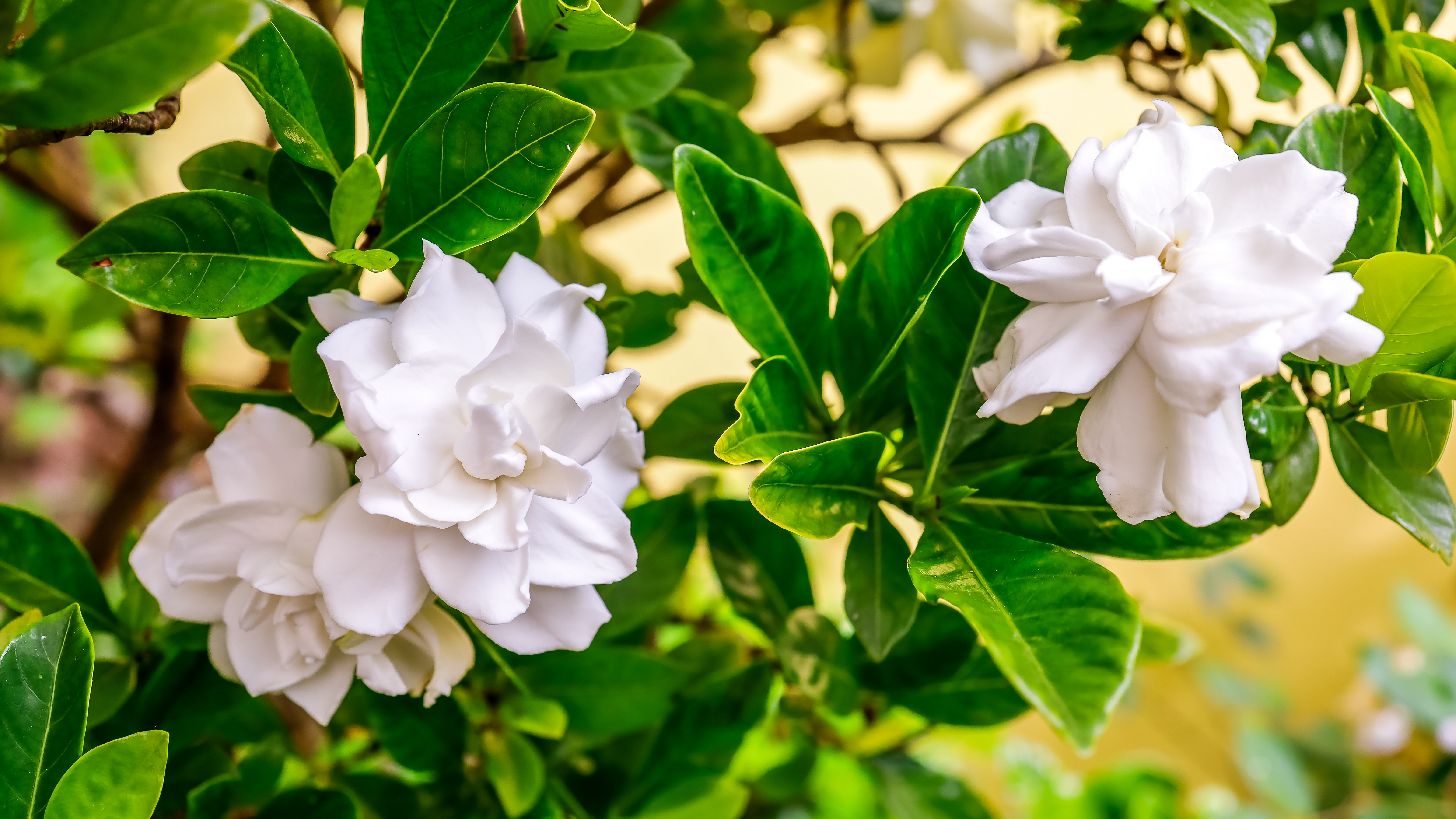 Gardenia