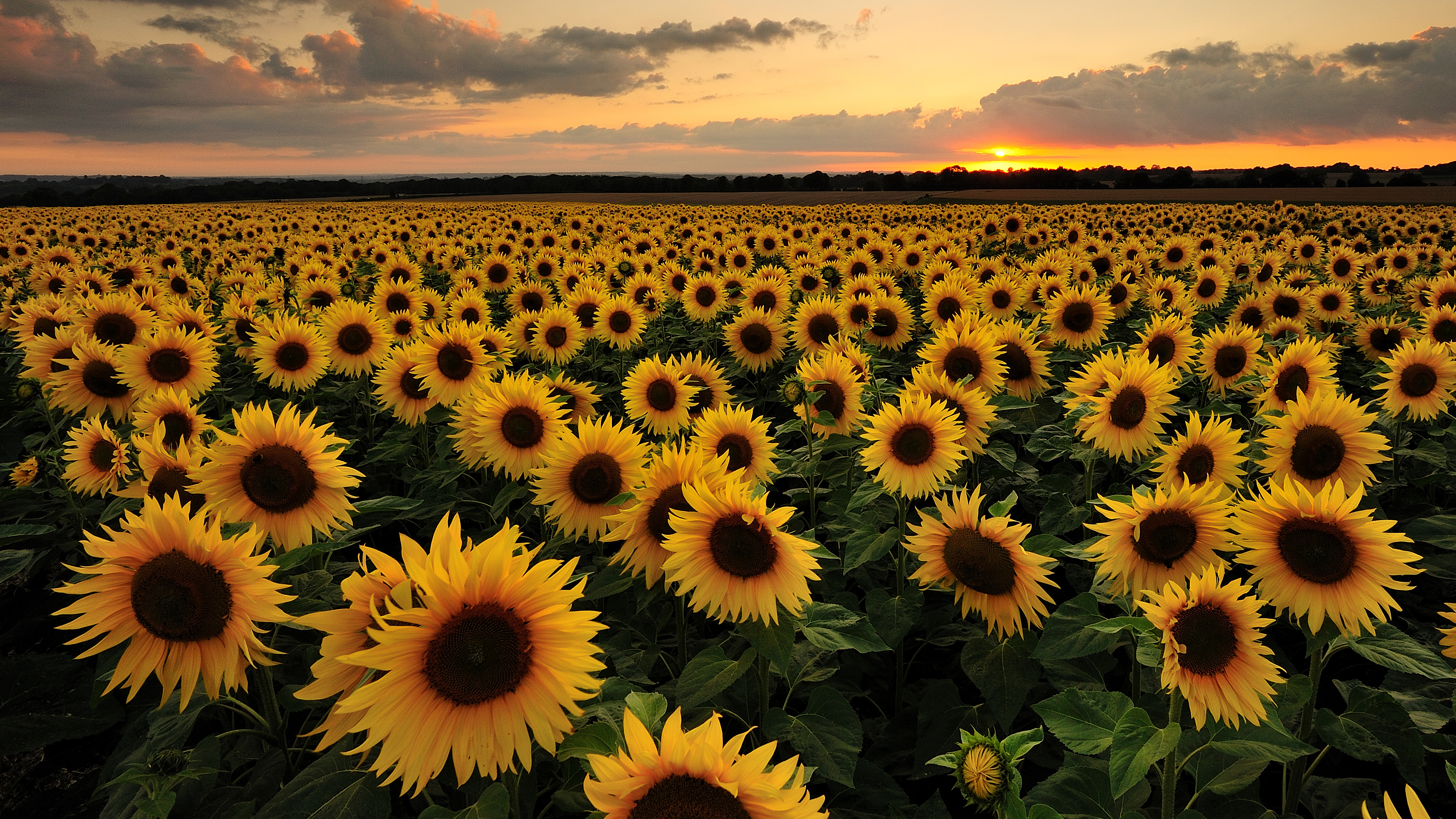 Sunflower