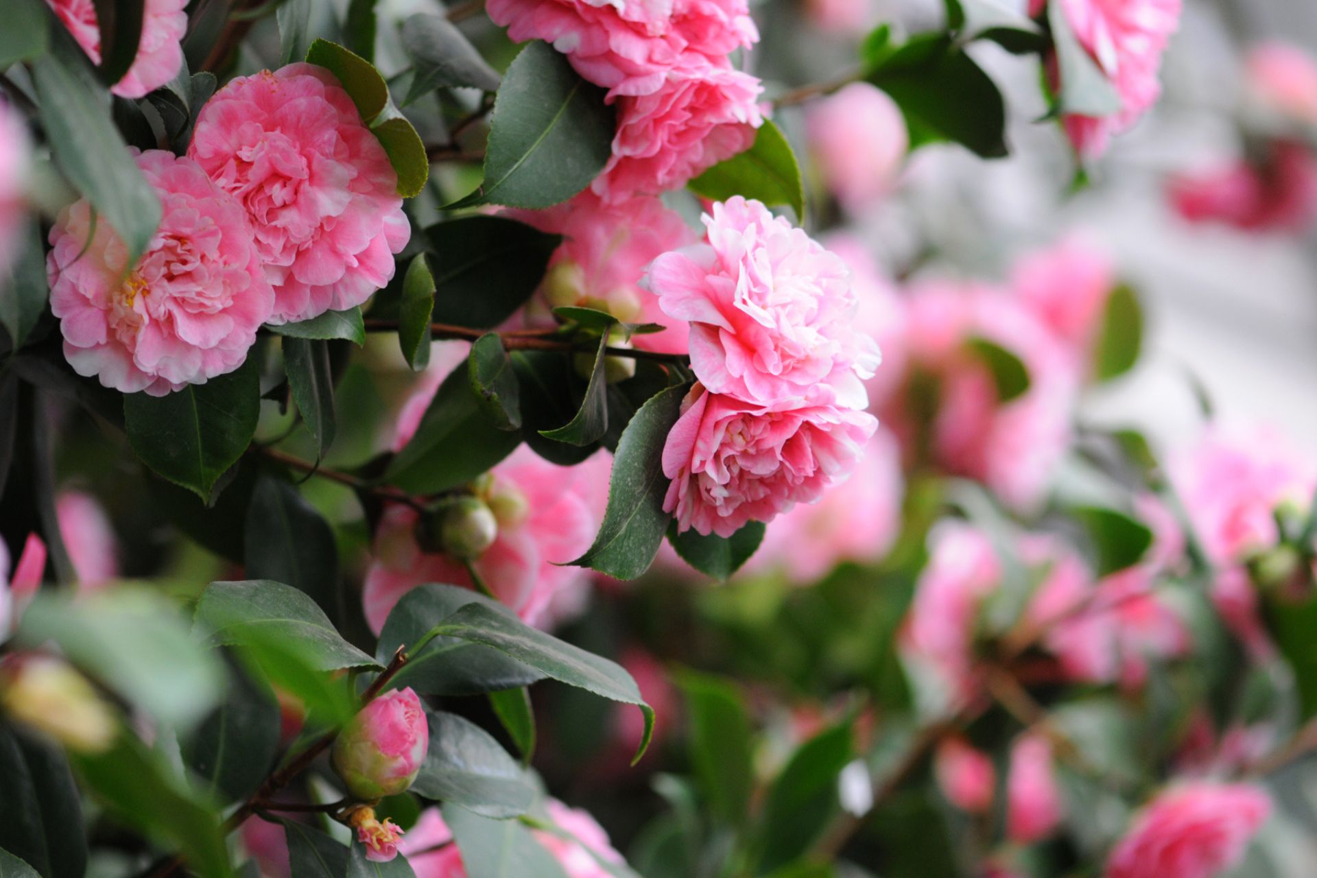 Camellia in bloom