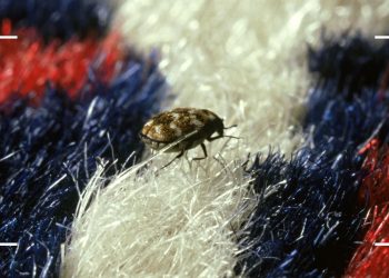 How to get rid of carpet beetles: An expert guide