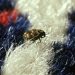 How to get rid of carpet beetles: An expert guide