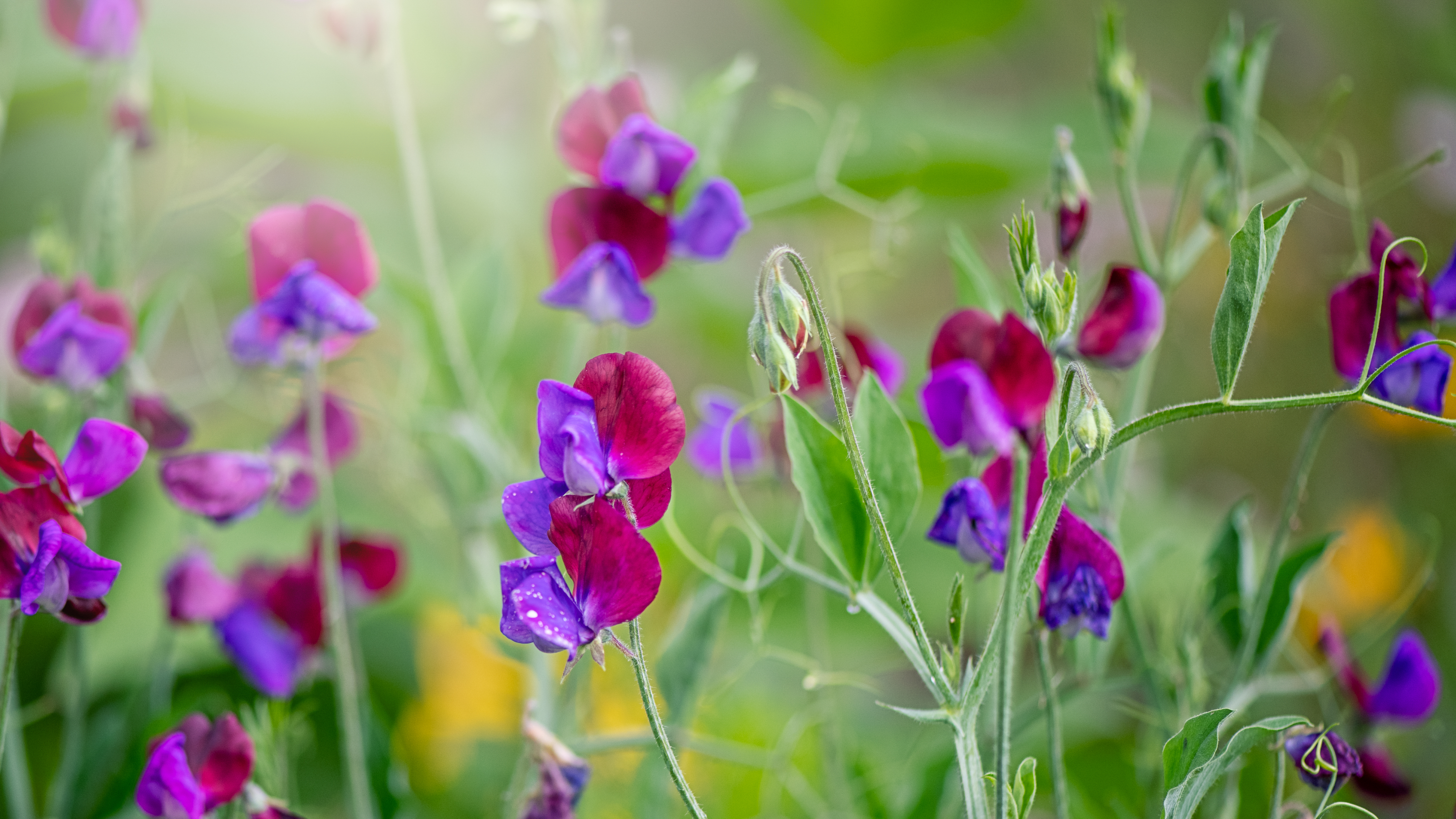 Sweet pea