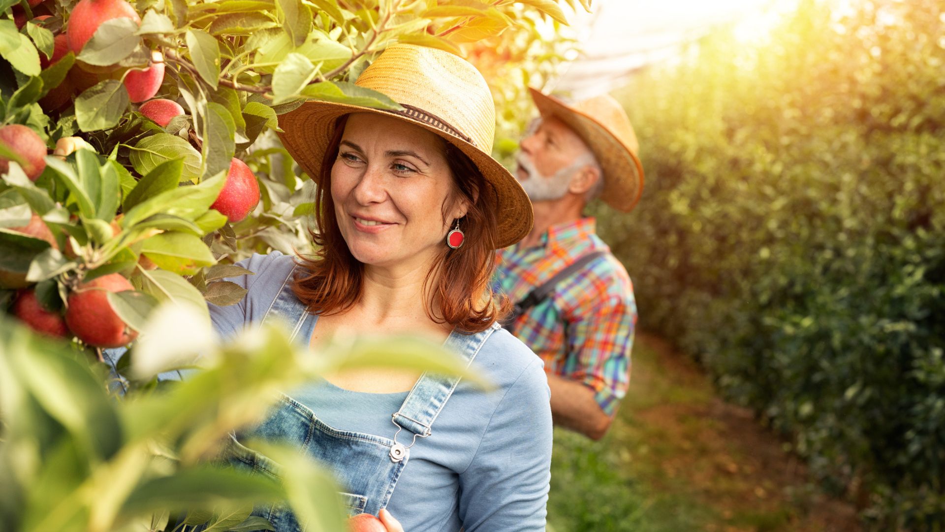 A couple pick apples