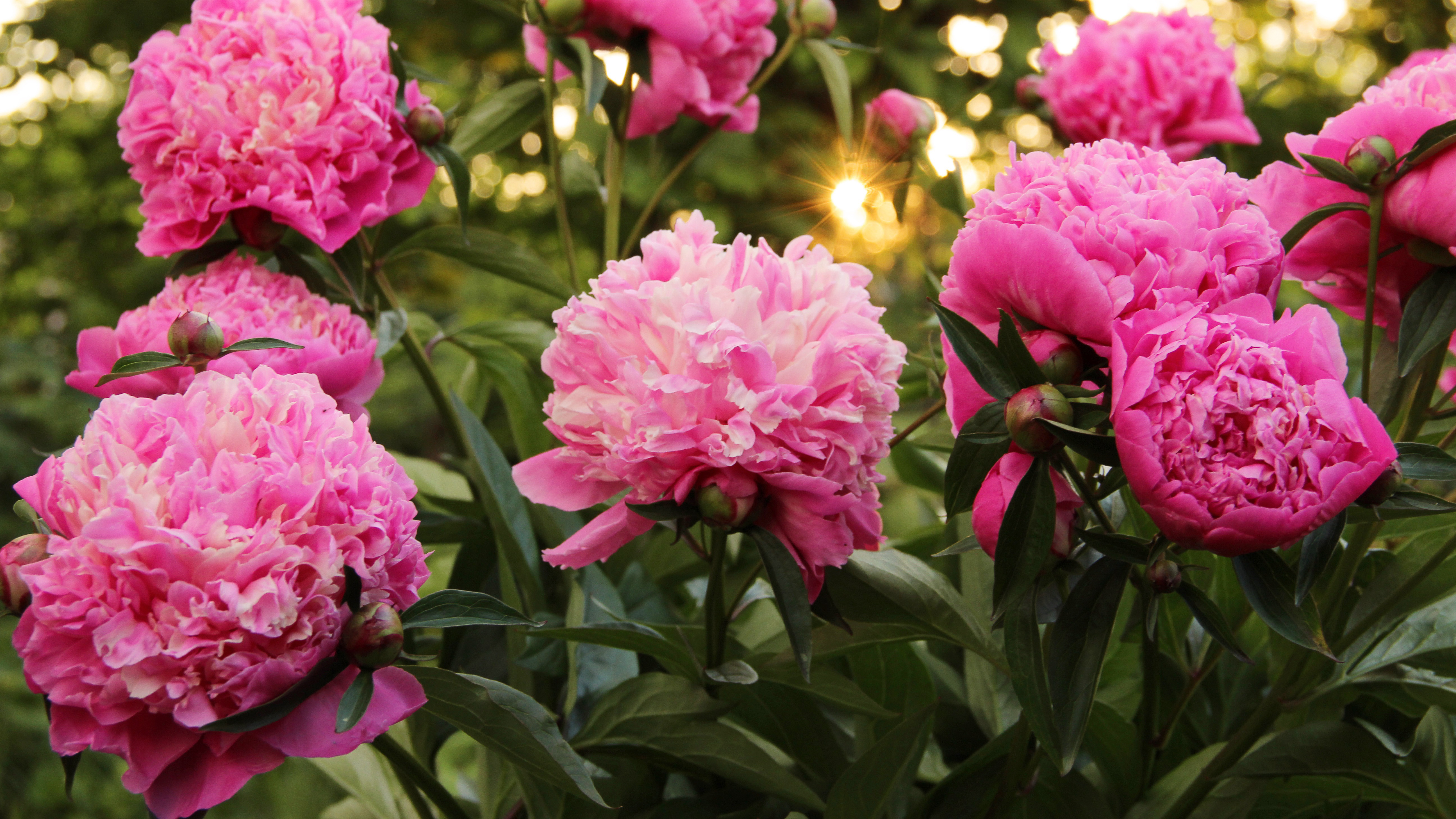 Peony