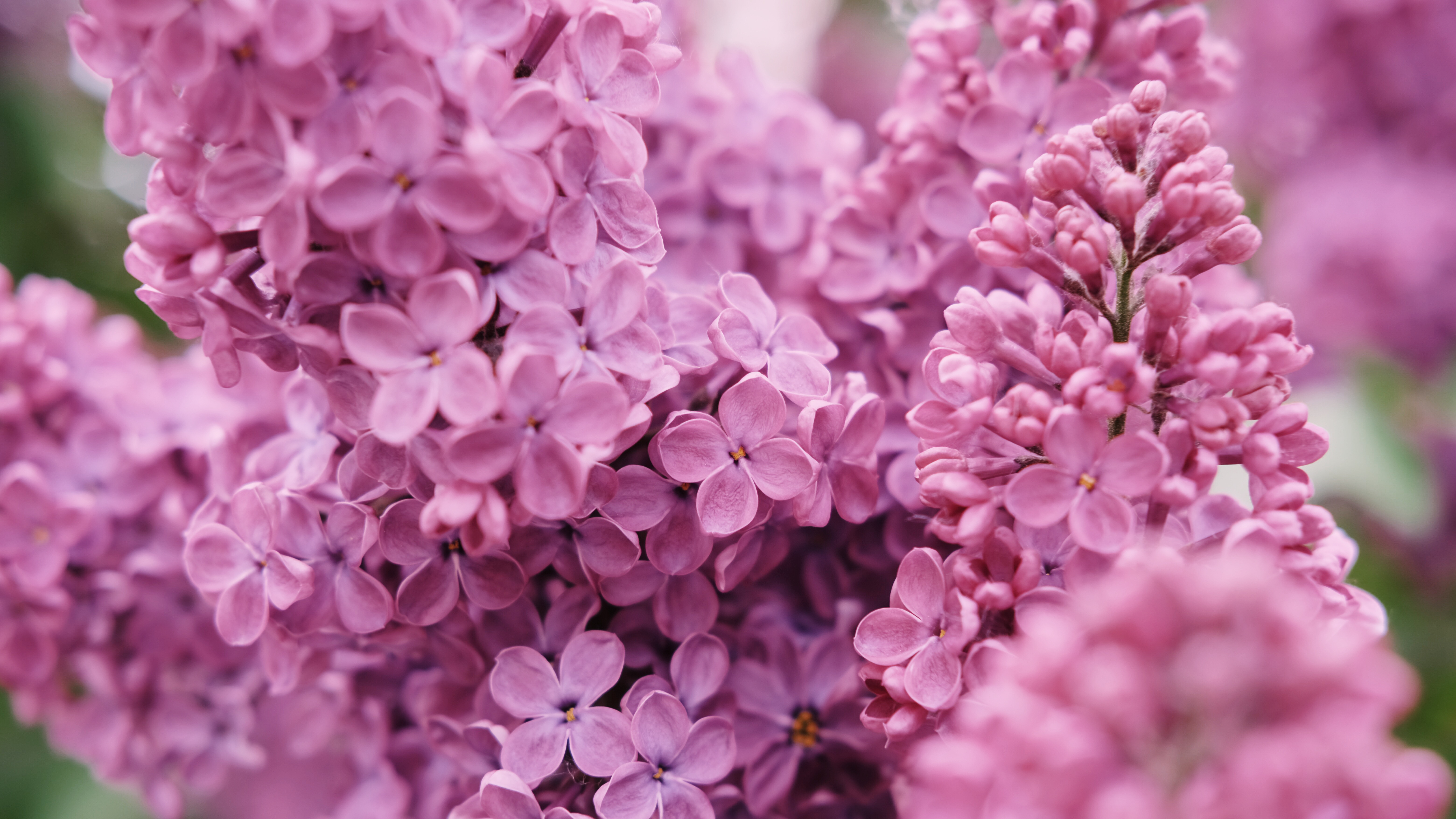 Lilac