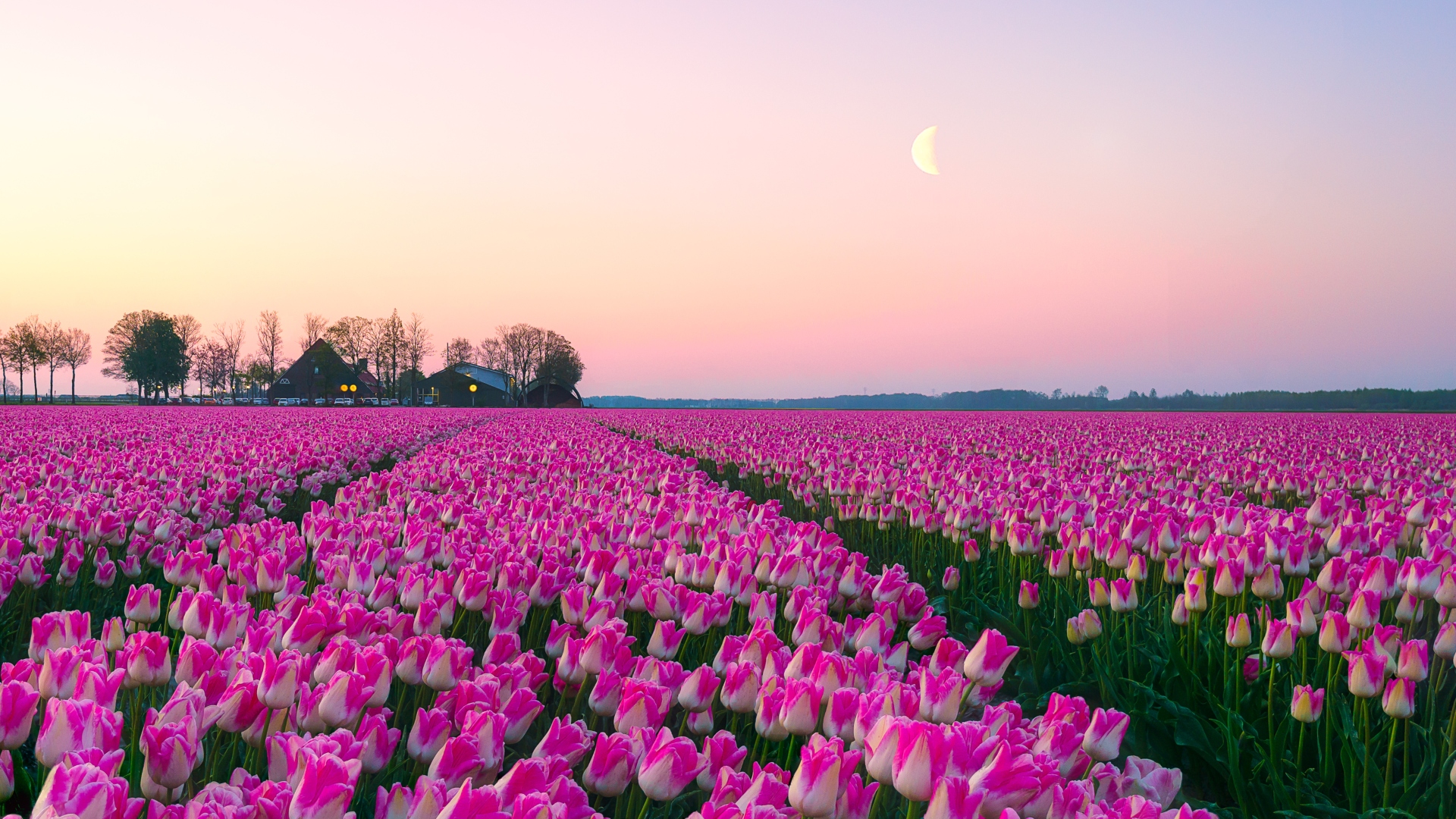 Sunrise landscapes of a pink tulip field in Keukenhof, Lisse at sunrise in Netherlands - stock photo