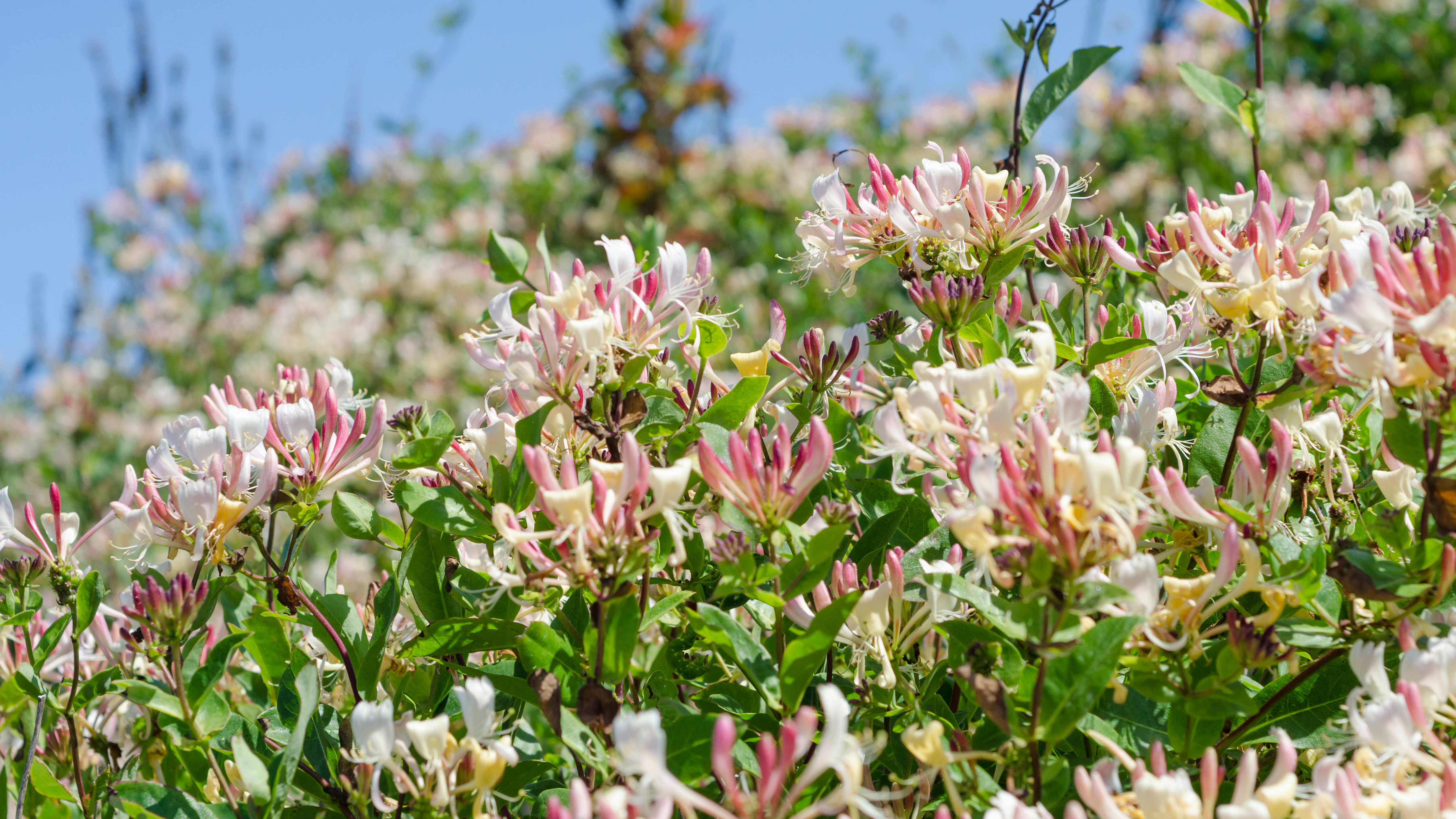 Honeysuckle